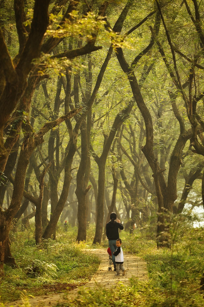 forest